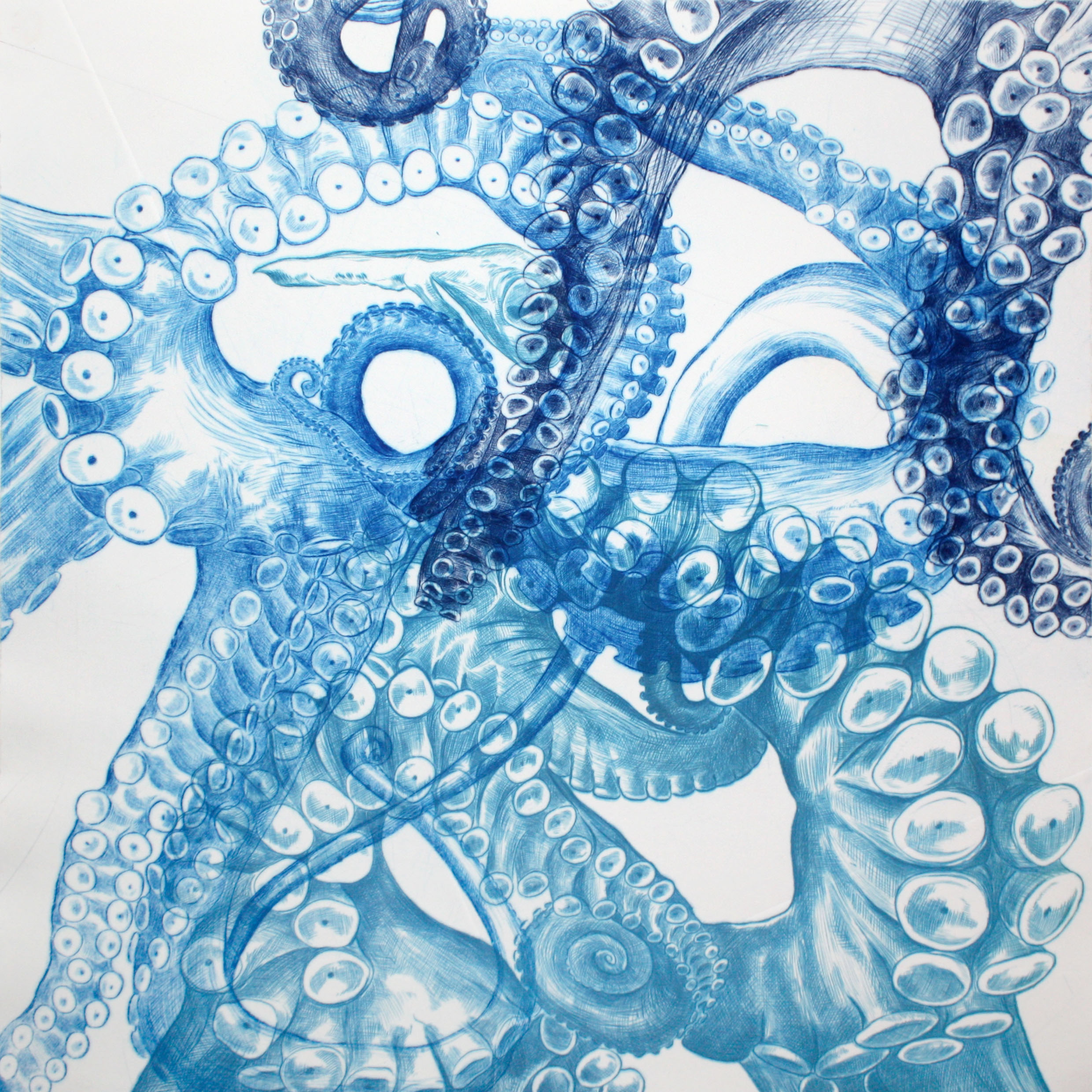 Octopus-bleuLR