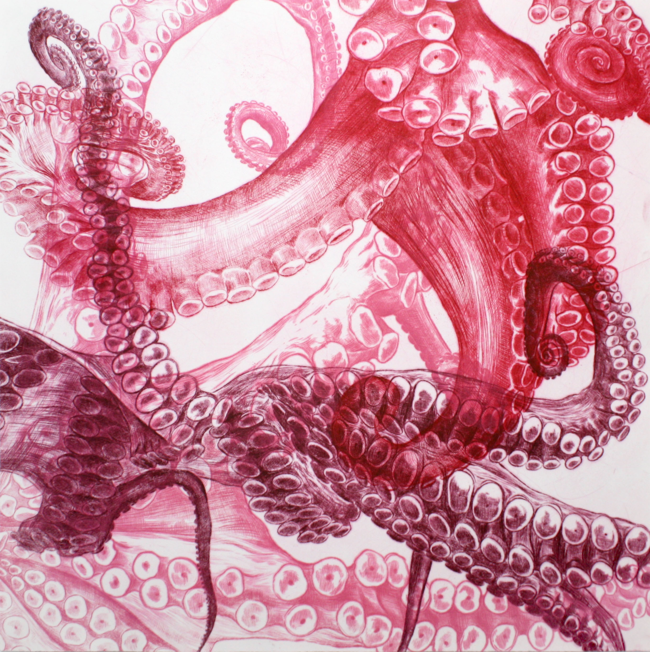 Octopus-roseLR